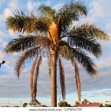 Queen+Palm+Seed+Pods+Photos Graceful majestic Cocos plumosa Queen palm in flower with seed pods ...