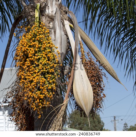 Queen+Palm+Seed+Pods+Photos Queen palm Stock Photos, Images, & Pictures | Shutterstock