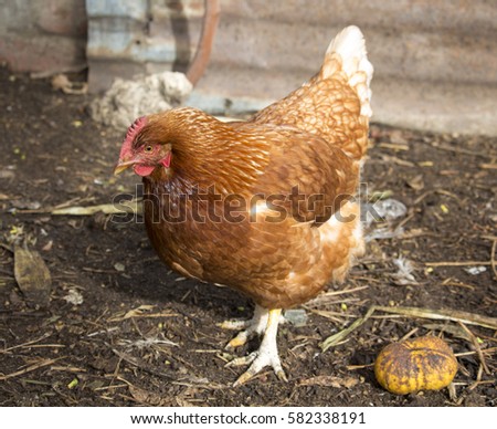 Determining the sex of a chicken