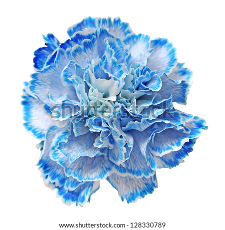 Carnation Flower Stock Photos, Images, & Pictures | Shutterstock