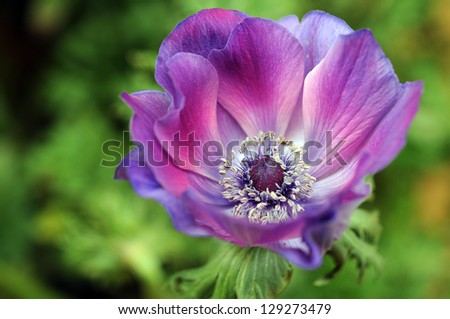  - stock-photo-mona-lisa-pink-blush-flower-for-background-uses-129273479