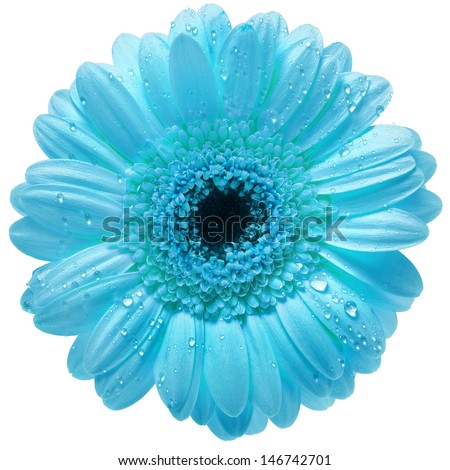 Blue Flower Stock Photos, Images, & Pictures | Shutterstock