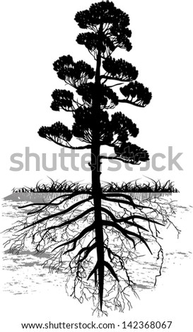 Illustration Pine Tree Silhouette Isolated On Stock Vector 142368067