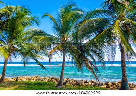  - stock-photo-palms-trees-on-caribbean-sea-on-the-shore-of-san-andres-y-providencia-colombia-184009295