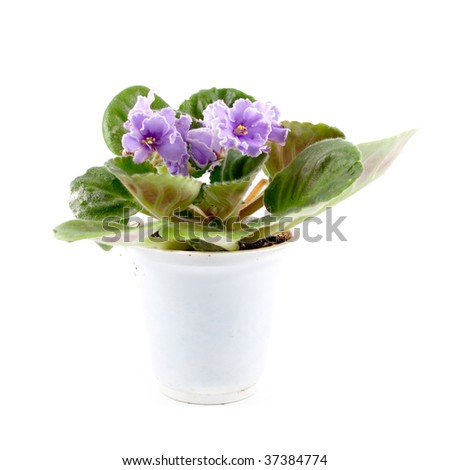 ¿Por qué mi planta de marihuana se vuelve morada?