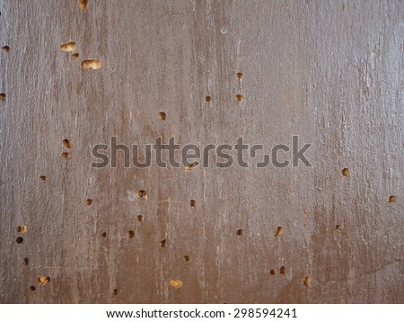 WOOD SCIENTIFIC NAME wood scientific name: