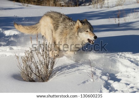  - stock-photo-north-american-grey-wolves-running-in-snow-130600235