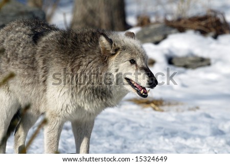 Alpha female Stock Photos, Images, & Pictures | Shutterstock