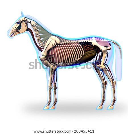 Horse-nail Stock Photos, Images, & Pictures | Shutterstock