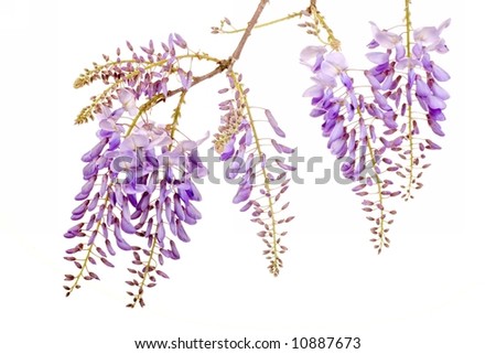 Wisteria blossom Stock Photos, Images, & Pictures | Shutterstock