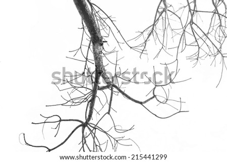 Limb Stock Photos, Images, & Pictures | Shutterstock