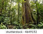 large tree in amazon rainforest
