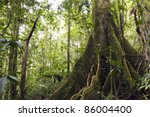 large buttressed tree in...