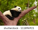 sleeping giant panda baby