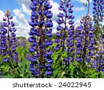 blue lupines on green field