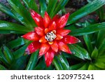 pineapple red flowers in the...