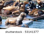 sea lions near pier 39 in san...