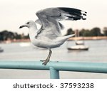 seagull perched on railing with ...