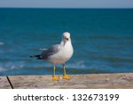 seagull perched on the wooden...