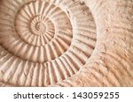 closeup of ammonite prehistoric ...