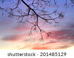 winter sunset and silhouette of ...