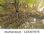 mangrove tree  rhizophora sp. ...