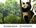 cub of giant panda bear playing ...
