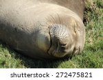 northern elephant seal female ...