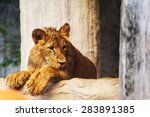 stock-photo-lion-cub-playing-with-a-bran