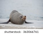 wild australia fur seal close...