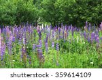 wild lupines growing in green...