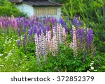wild lupines and chamomile...
