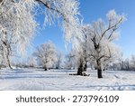 winter landscape frost oaks in...