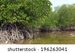 mangrove trees along the...