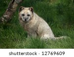 Small photo of Photo of a ARCTIC FOX - Alopex lagopus