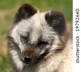 Small photo of Photo of a Arctic Fox- Alopex lagopus