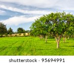 fruit trees in a summer orchard