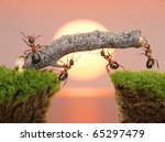 stock-photo-team-of-ants-constructing-bridge-over-water-on-sunrise-or-sunset-65297479.jpg