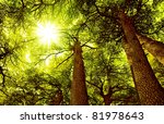 sunny cedar forest background ...