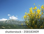 landscape with yellow flowers