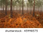 misty pine forest with ground...