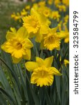 yellow daffodil flowers in the...