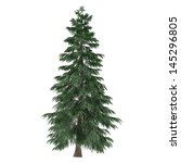 tree isolated. pinus fir tree