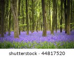 a carpet of bluebells in the...