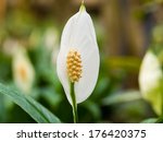 Peace Lily Free Stock Photo - Public Domain Pictures