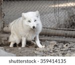 Small photo of Polar fox (Alopex lagopus), blue eyes are amazing.
