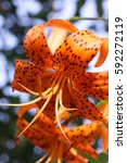 Small photo of Orange Tiger Lilia's flowers on a motley blue background with a side vertically. Macro. Liliaceae Family. Lilium lancifolium.