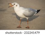 Small photo of Seagulls winter evacuate eating food on the road at QM. Bangpu Recreation Center,Thailand.