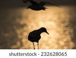 Small photo of Silhouette, seagulls winter evacuate standing on sunset background at QM. Bangpu Recreation Center,Thailand.