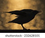 Small photo of Silhouette, seagulls winter evacuate standing on sunset background at QM. Bangpu Recreation Center,Thailand.